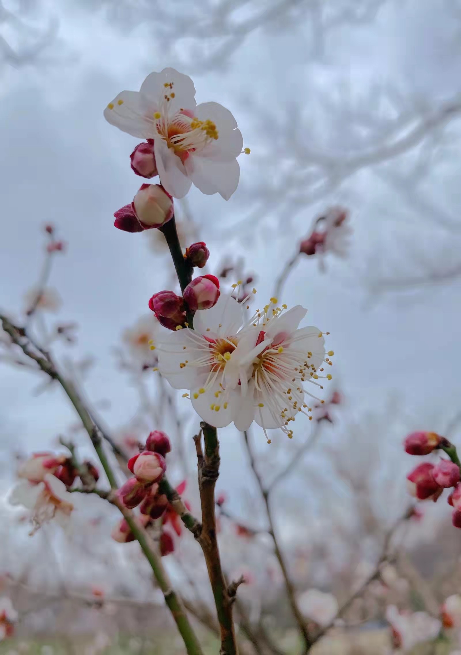 花开-朱昕彧.jpg