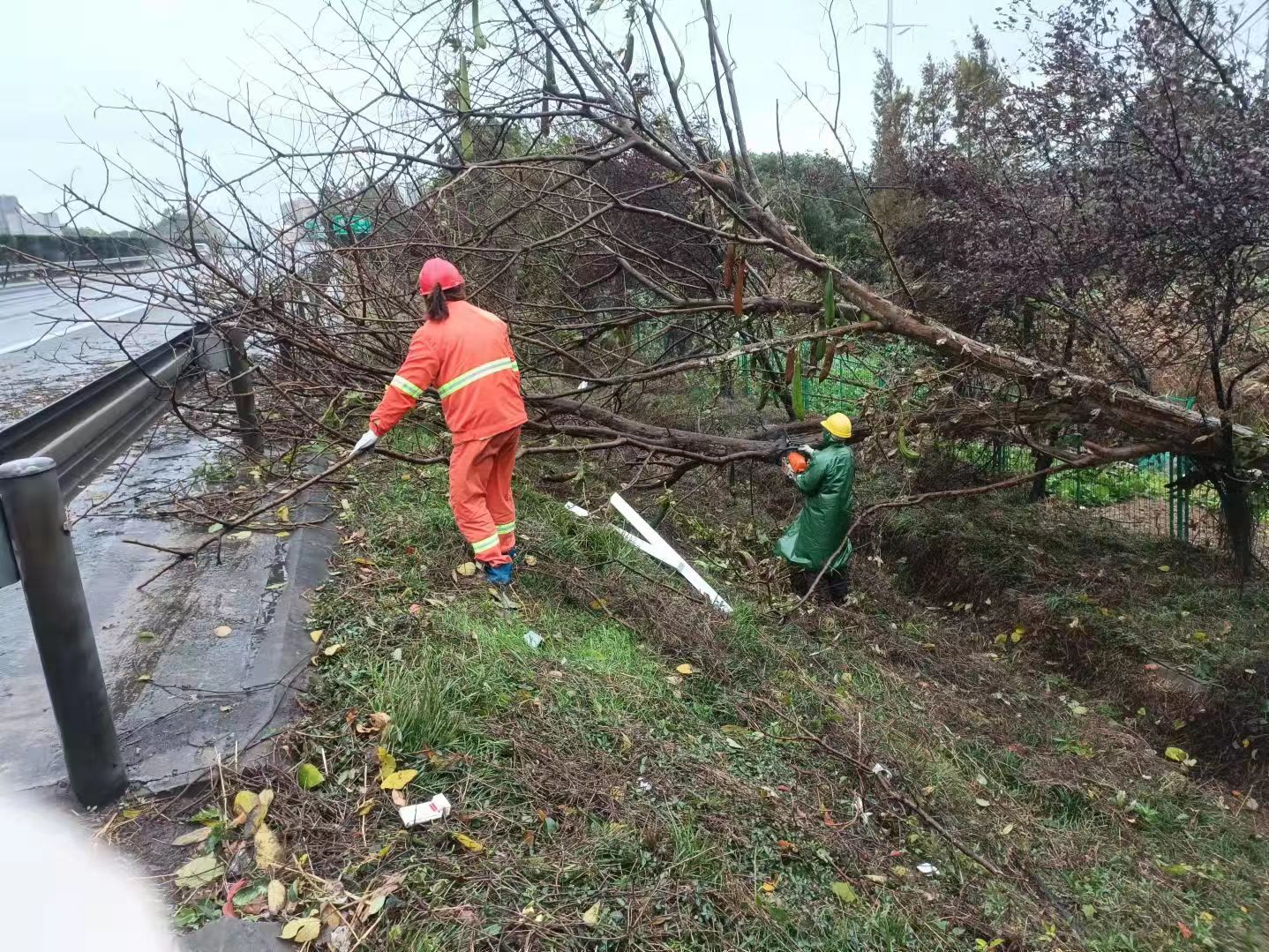 清理易倒伏树木.jpg