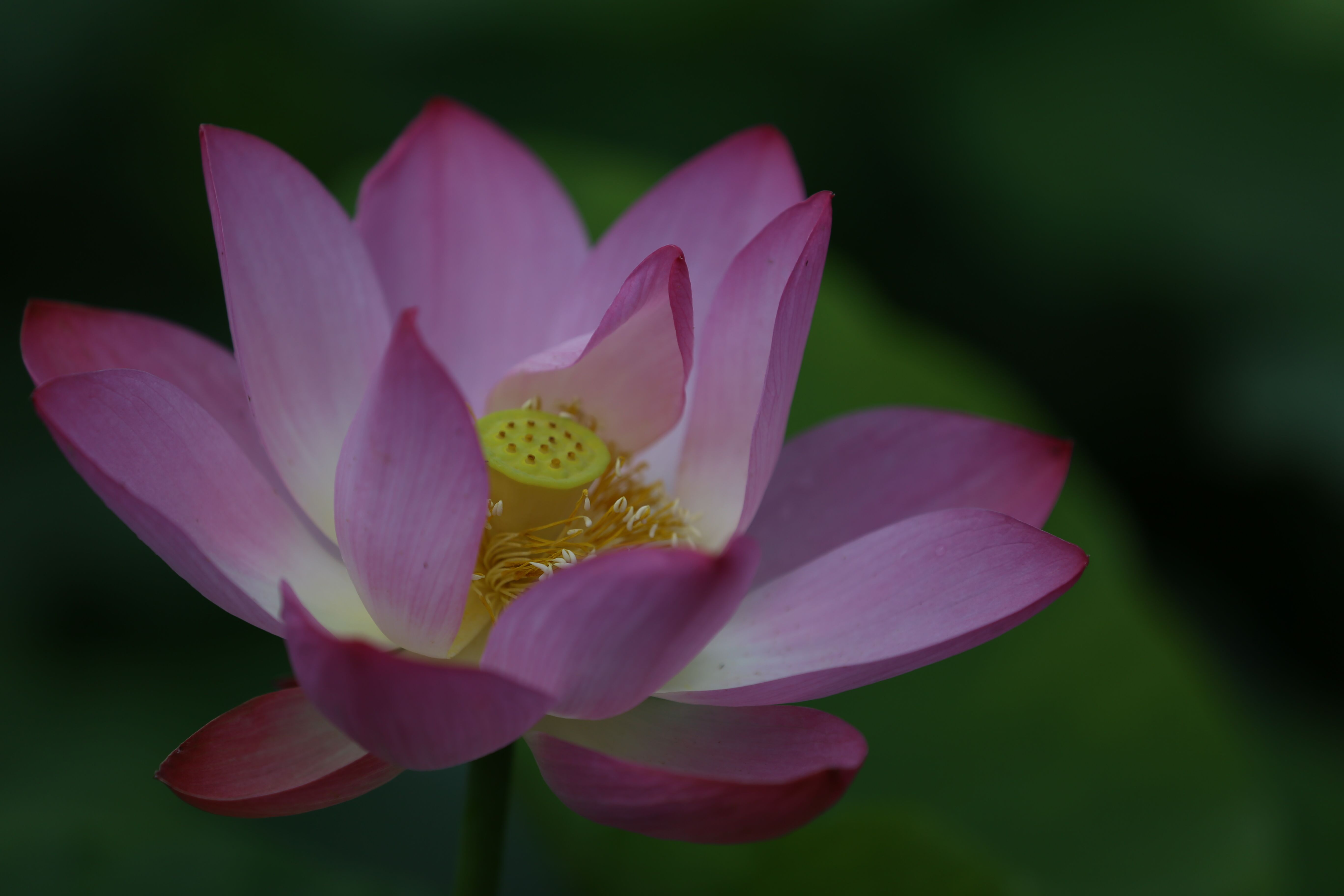 荷风清韵（镇江南 赵成花）.jpg