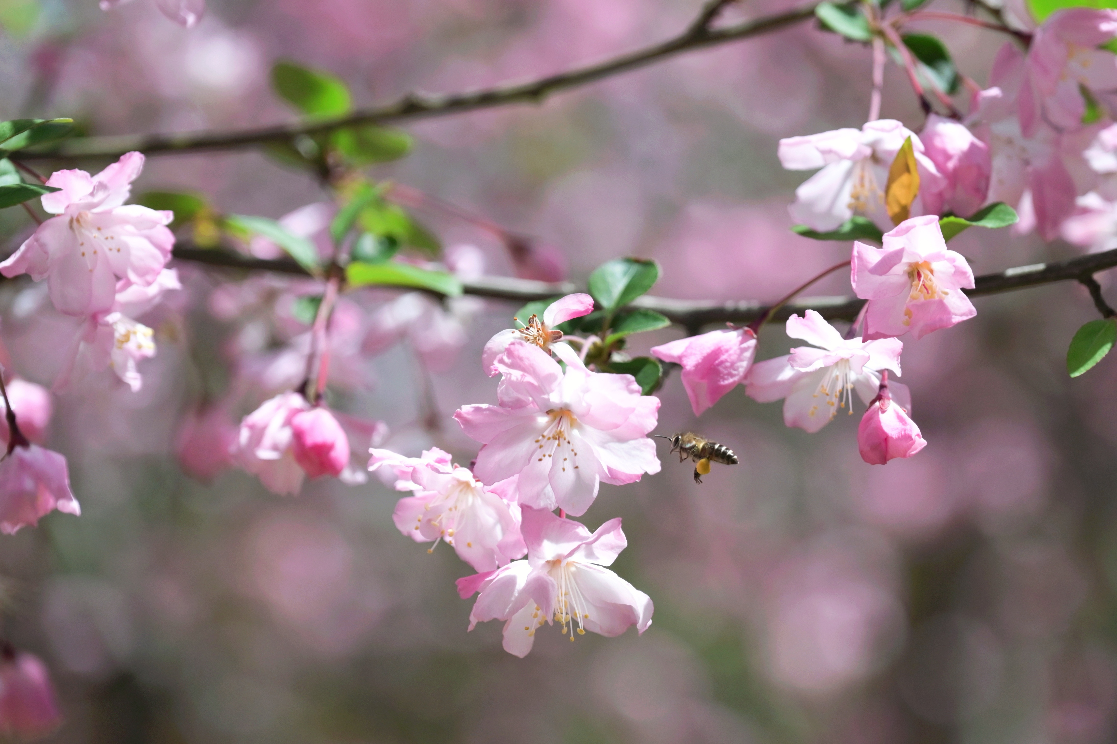 花开飘香引蜂来.jpg