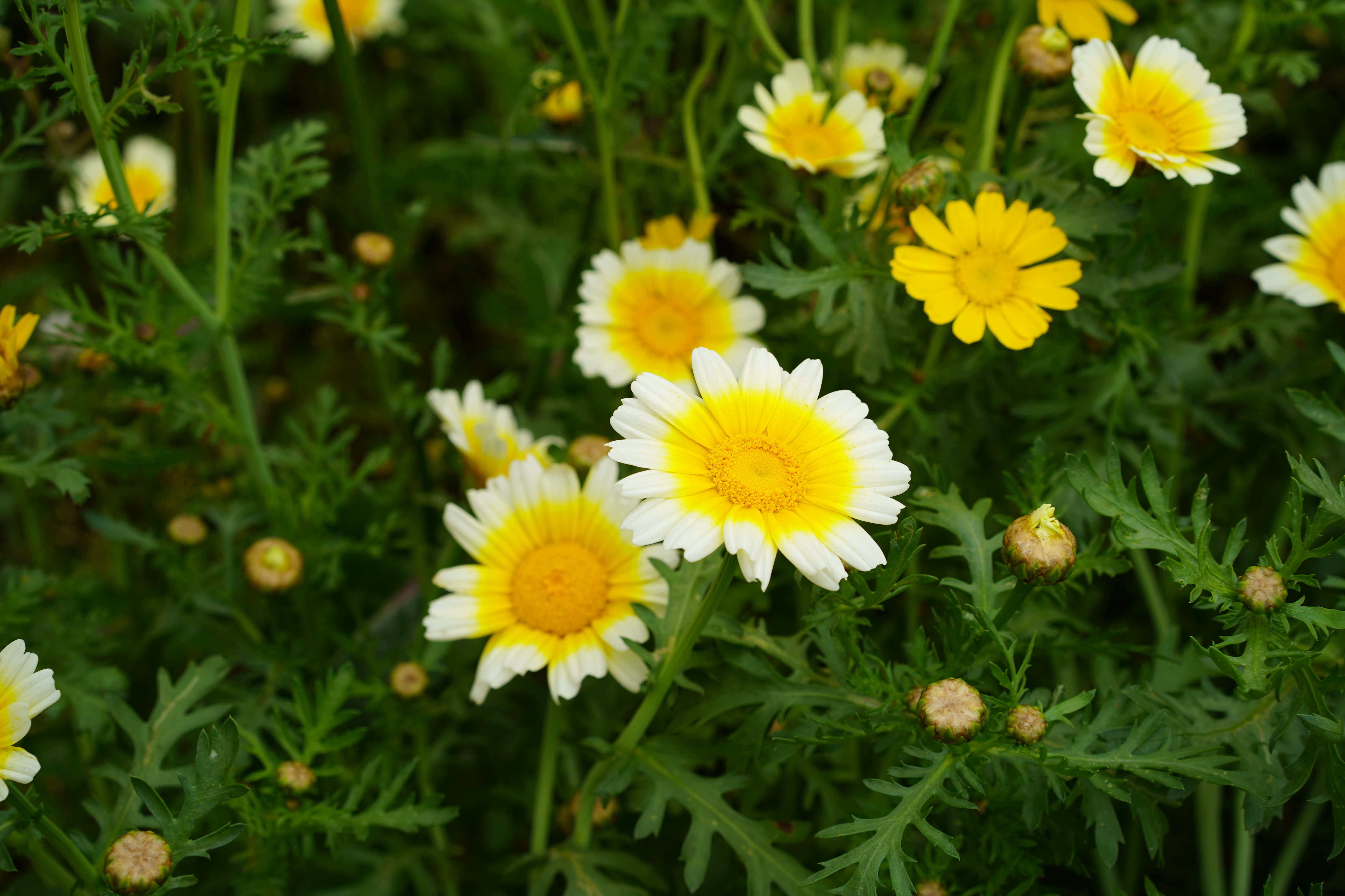 摄影作品：《田边野趣》（镇江南 朱珅钰）.JPG