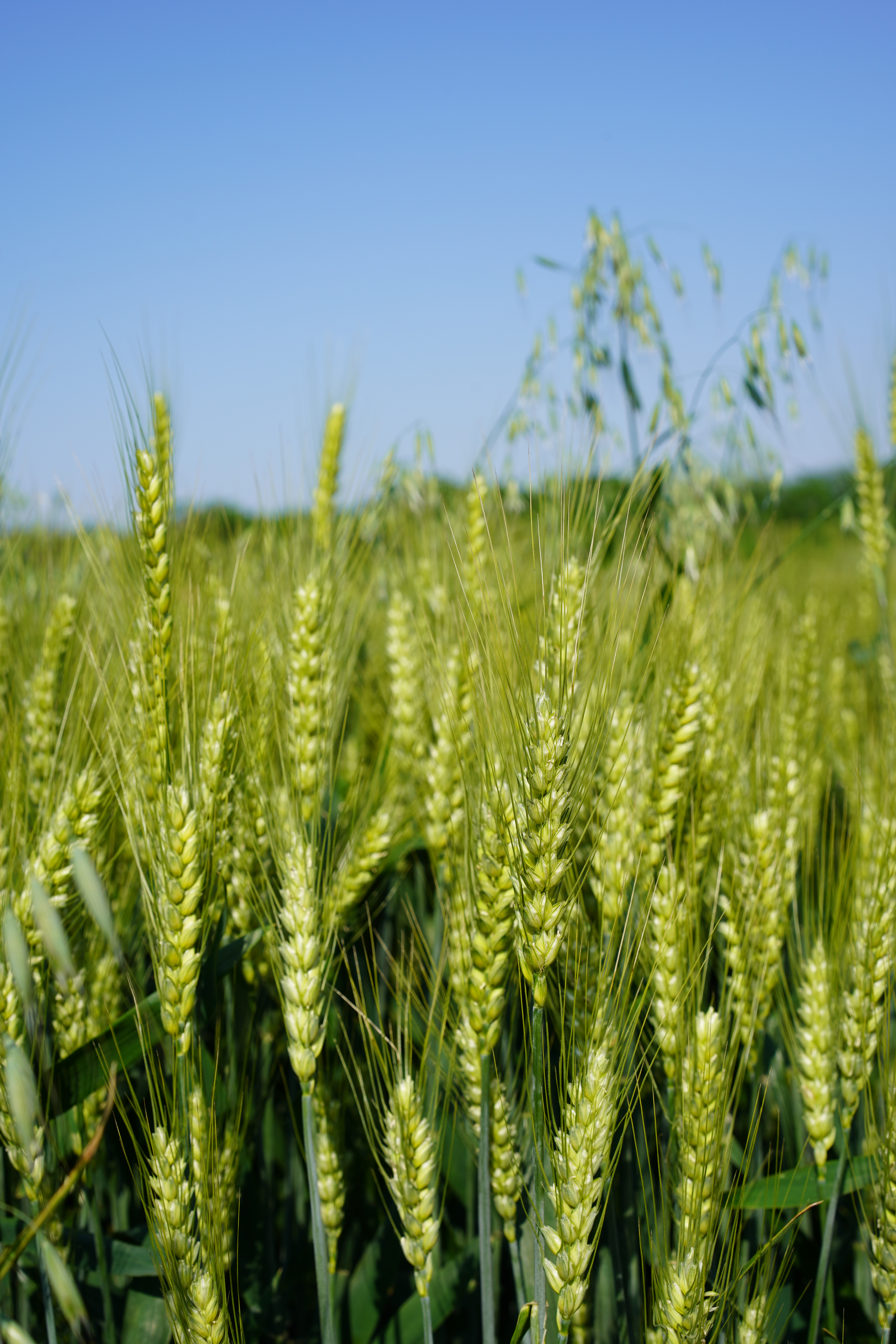 摄影作品：《风吹麦田》（镇江南  朱珅钰）.JPG